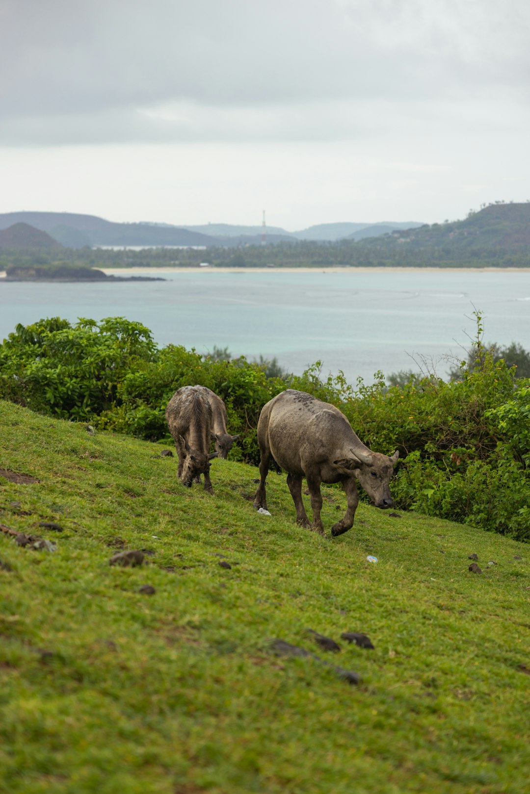 Paradise in Peril: Wildlife Haven Faces Crisis