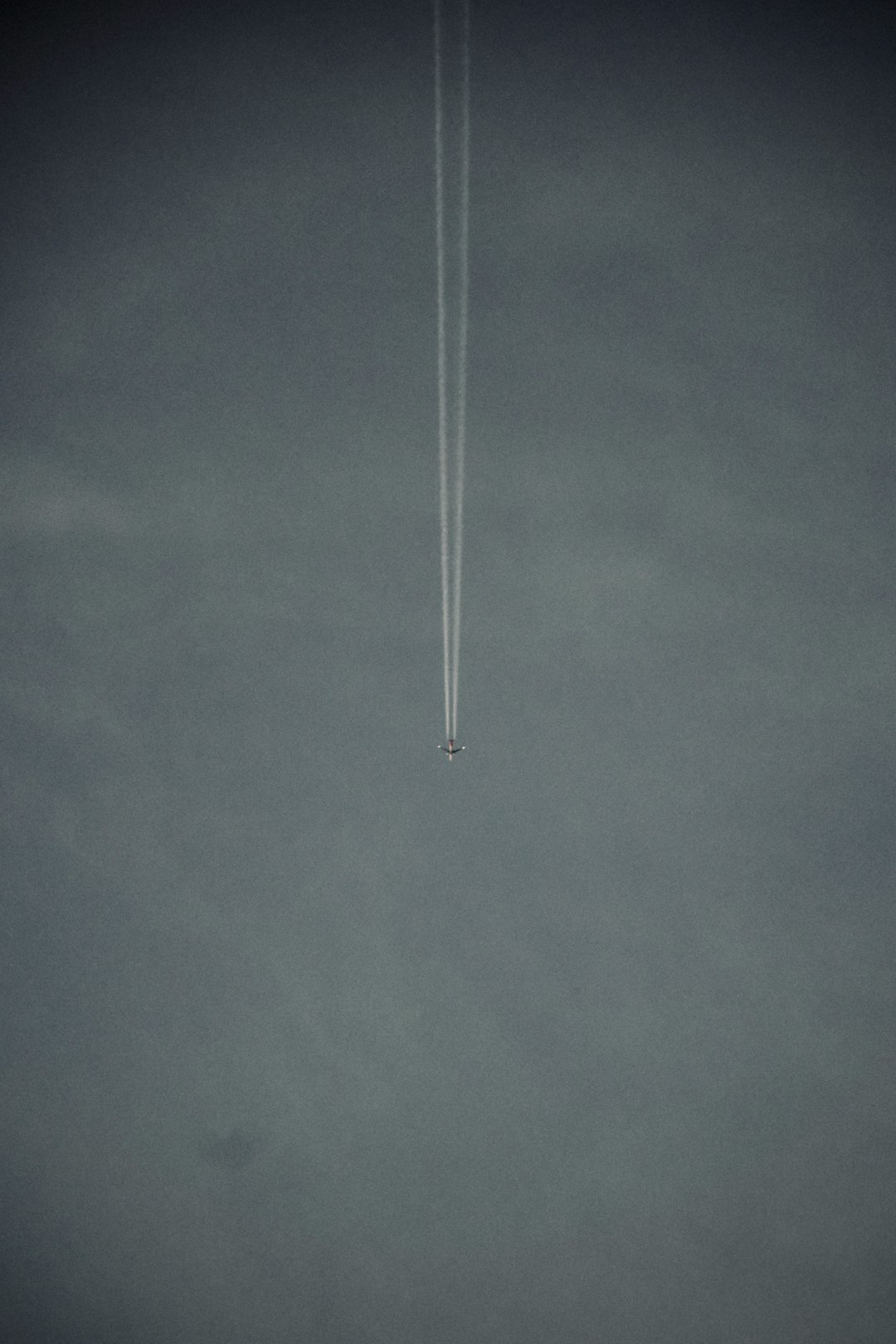 Pet Travel Chaos Solved: The Organizer Changing Everything