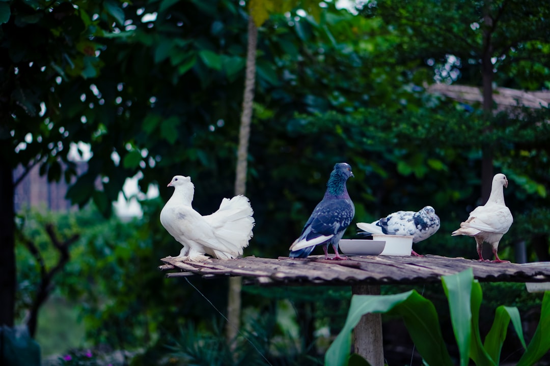 Pigeon Forge Vacation Packages: Family Fun Deals