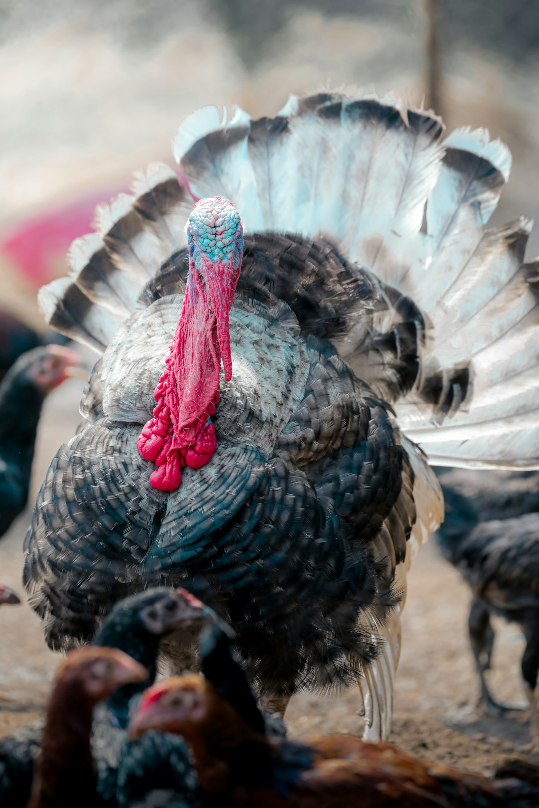 Pope's Historic Journey: Turkey & Lebanon Await