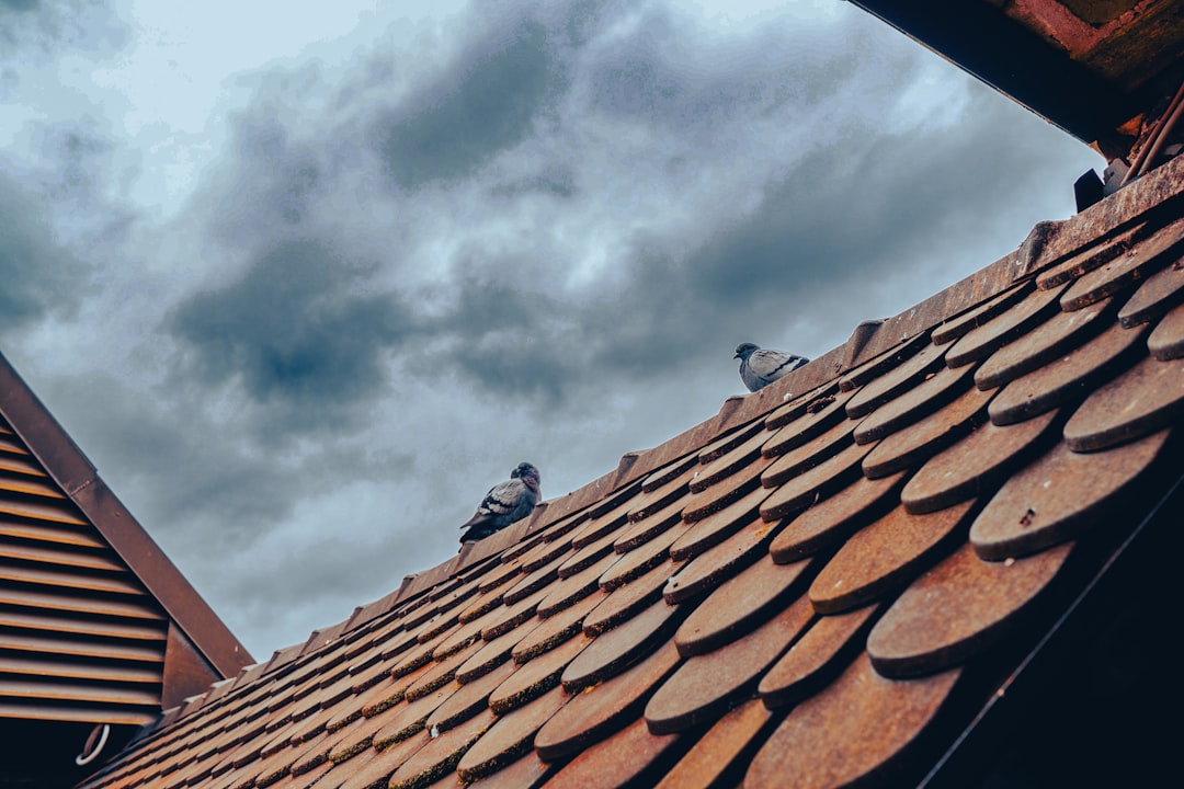 Roof Damage Insurance Claim Guide: Storm Damage & Repair Costs