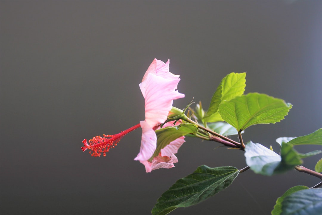 Rosemary Beach Vacation Rentals: Your Guide to Coastal Bliss & Luxury Stays