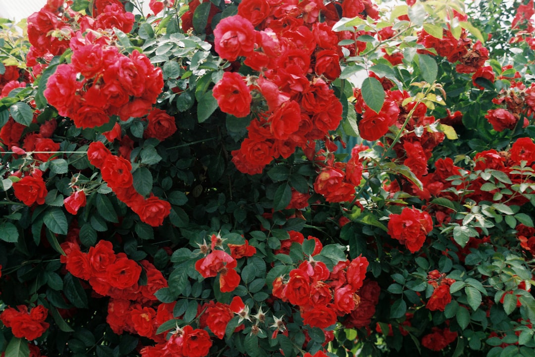 Rosemary Beach Vacation Rentals: Your Guide to Luxury Coastal Homes & 30A Stays