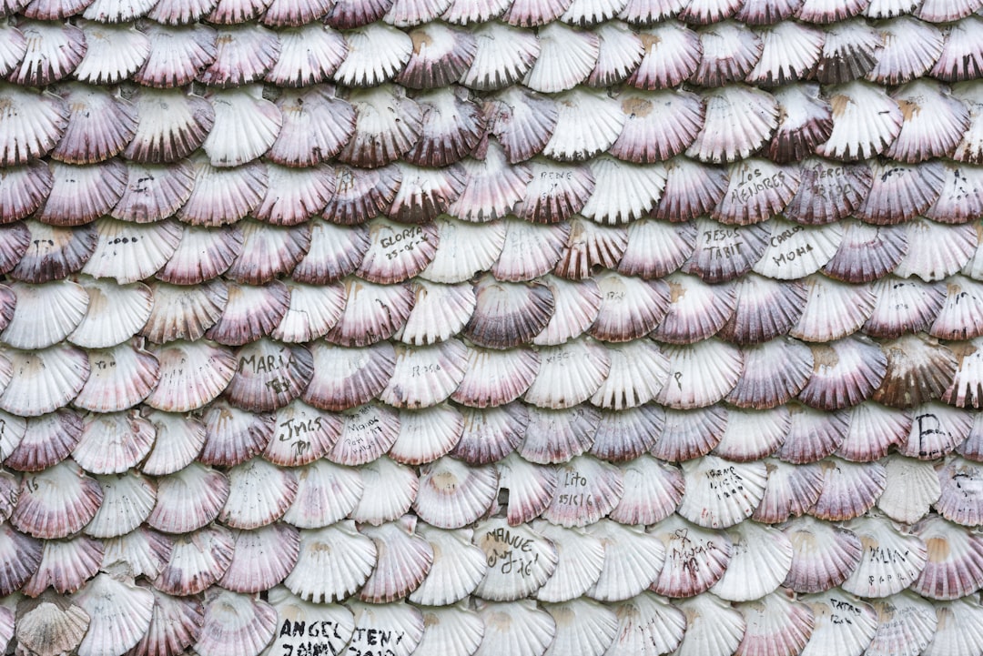 Sanibel Island: Florida's Seashell Capital with 400+ Species