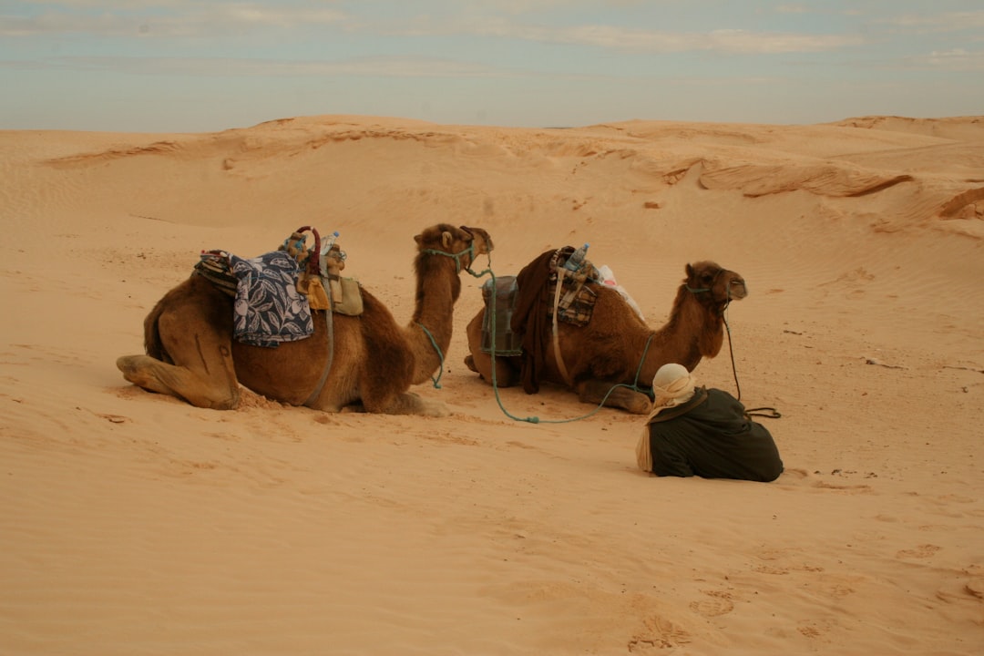 Saudi National Day 2025 Travel Demand Insights from WINGIE