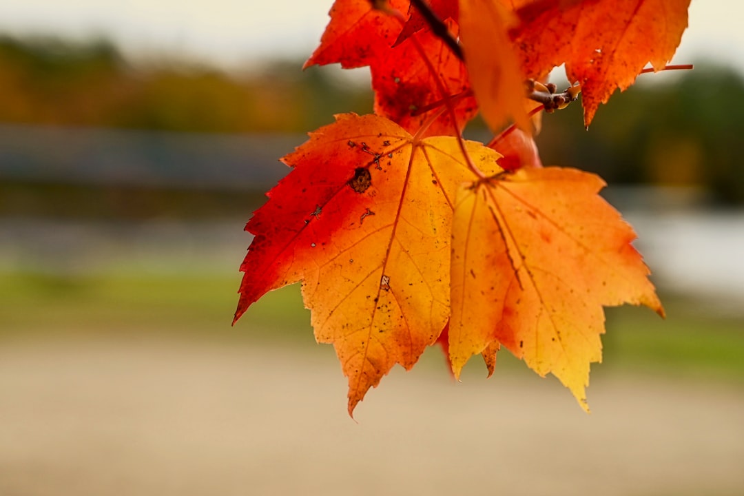 6 Secret Autumn Escapes: Fall's Magic Awaits Beyond the Crowds