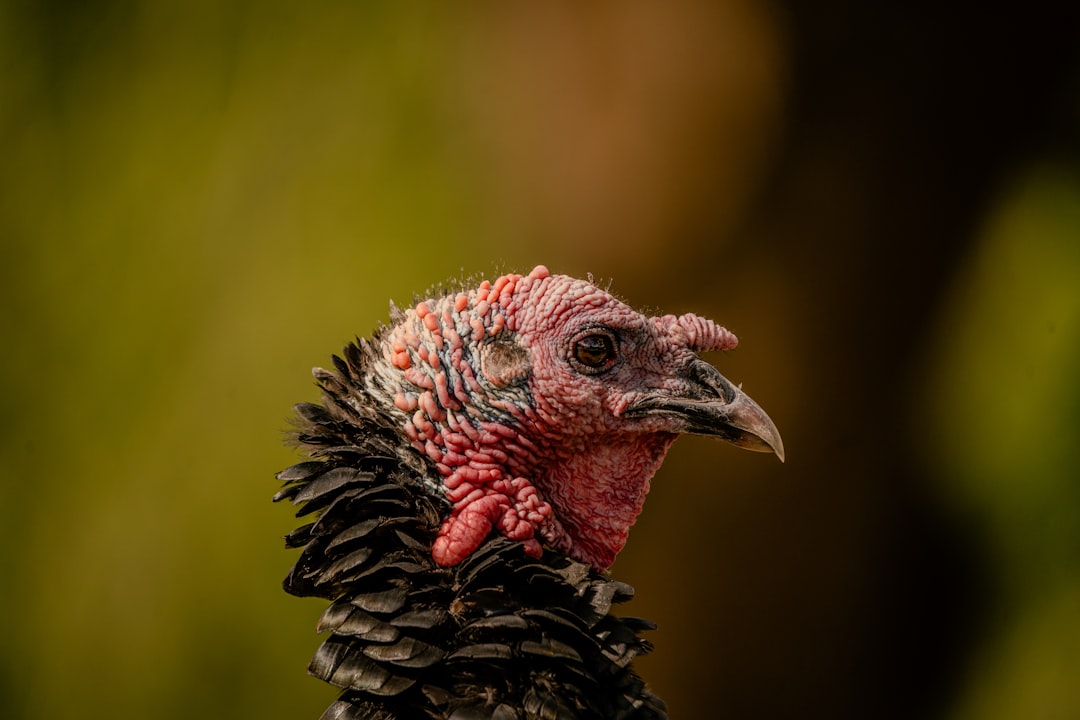 Thanksgiving Travel Chaos: Shutdown Threatens Holiday Plans