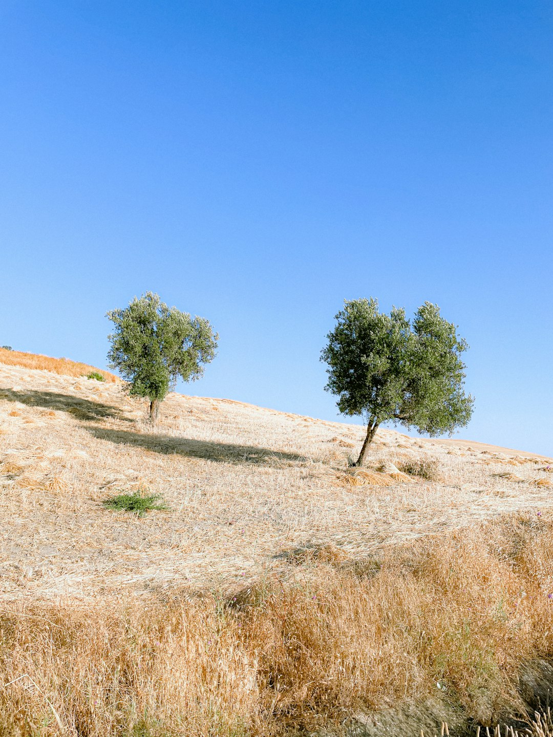 Trump's Middle East Peace Deal: What's Really Happening