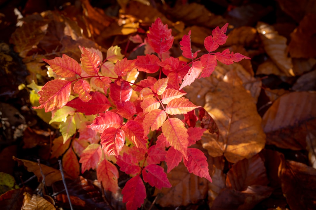 Unlock Nature's Secret: Your Ultimate Fall Foliage Road Trip Guide