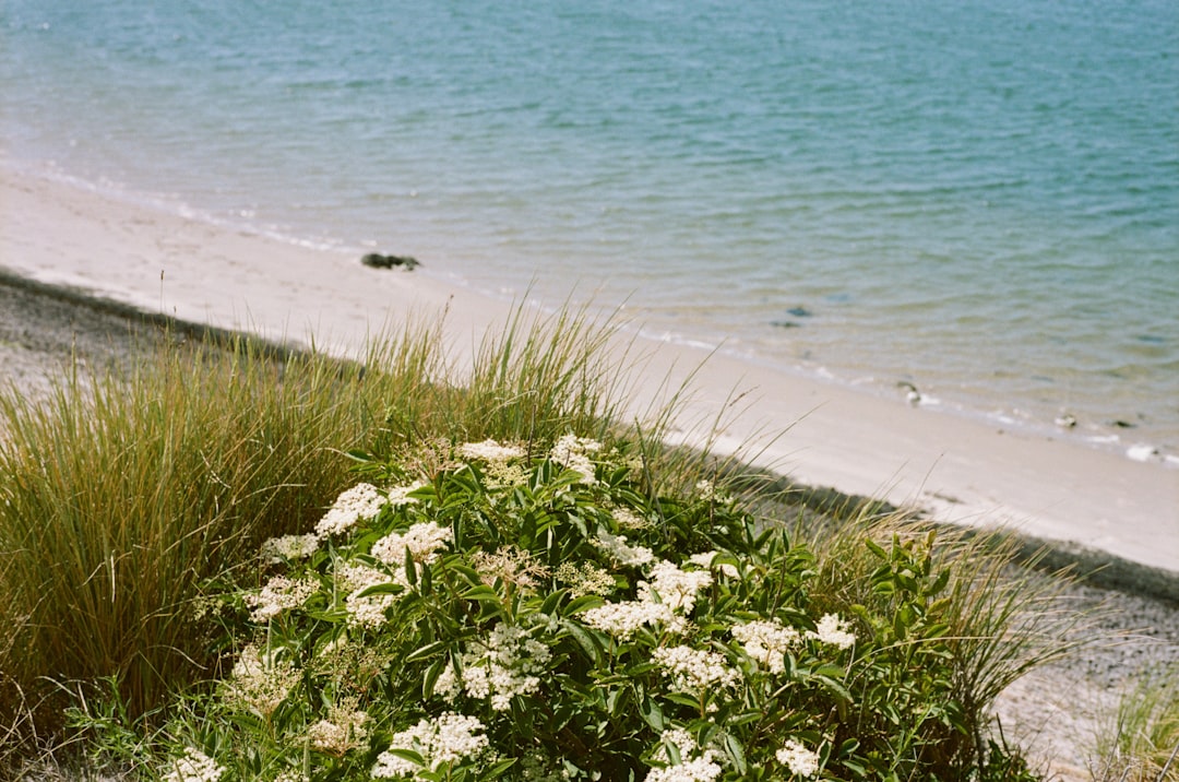 Vacation Homes for Rent in Sanibel Island: Beachfront Paradise & Shelling Guide