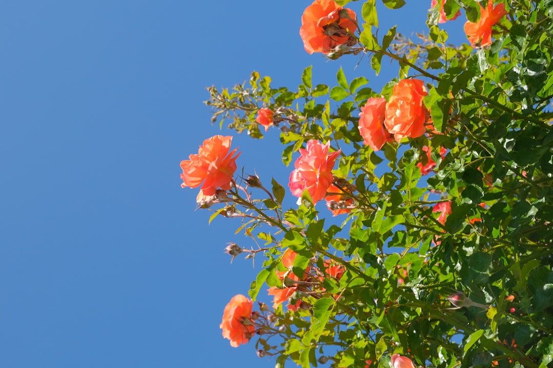 Vacation Rentals Rosemary Beach: Your Guide to Florida's Coastal Paradise