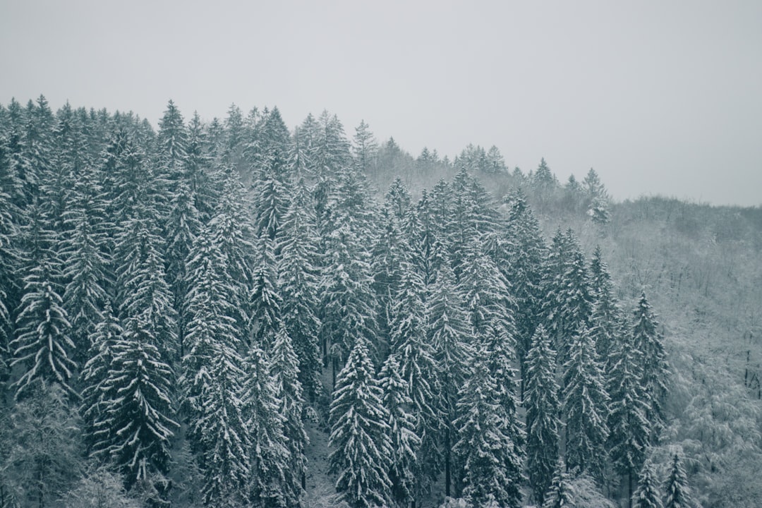 Winter Storm Alert: 6 Inches of Snow Travel Warning